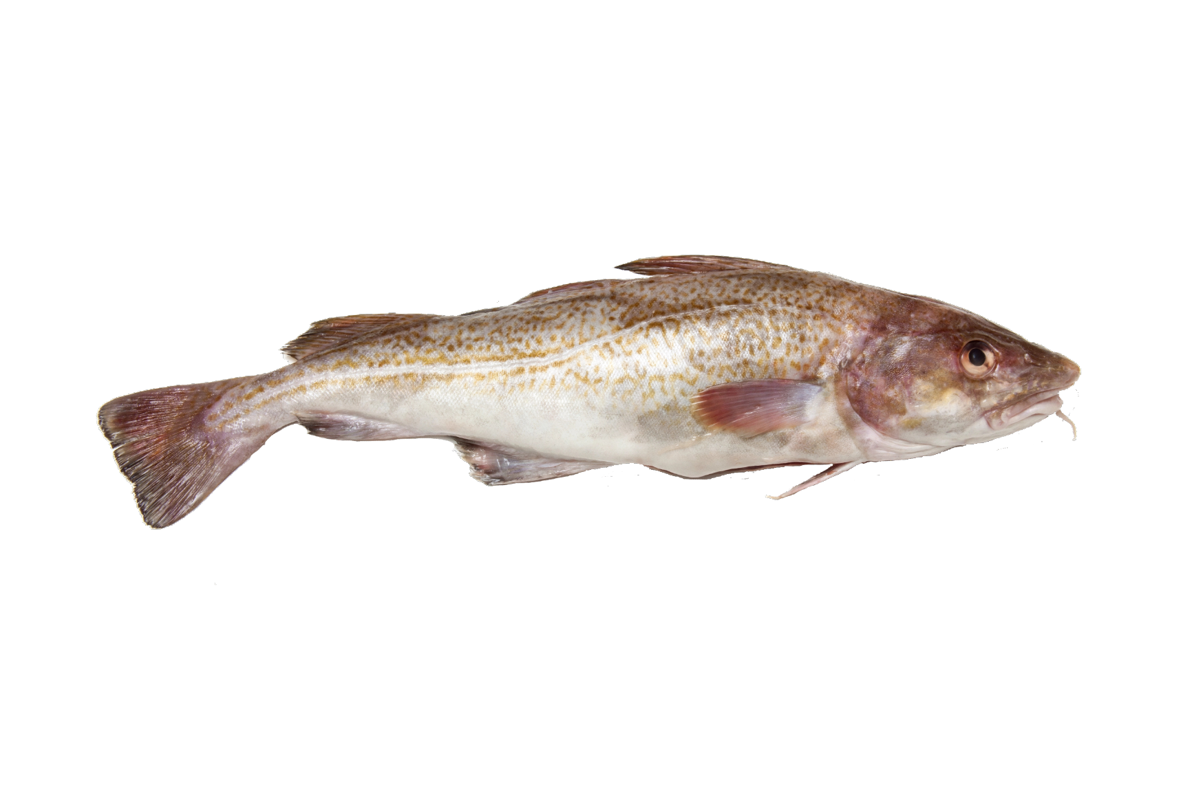 Atlantische Kabeljauw