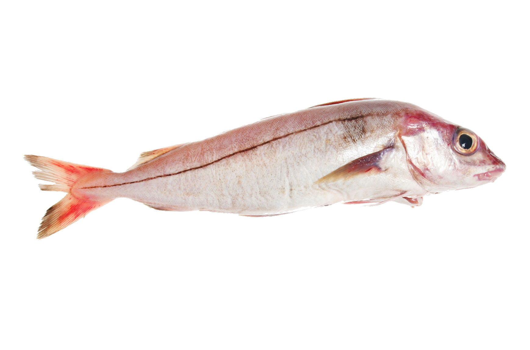 Atlantische Schelvis