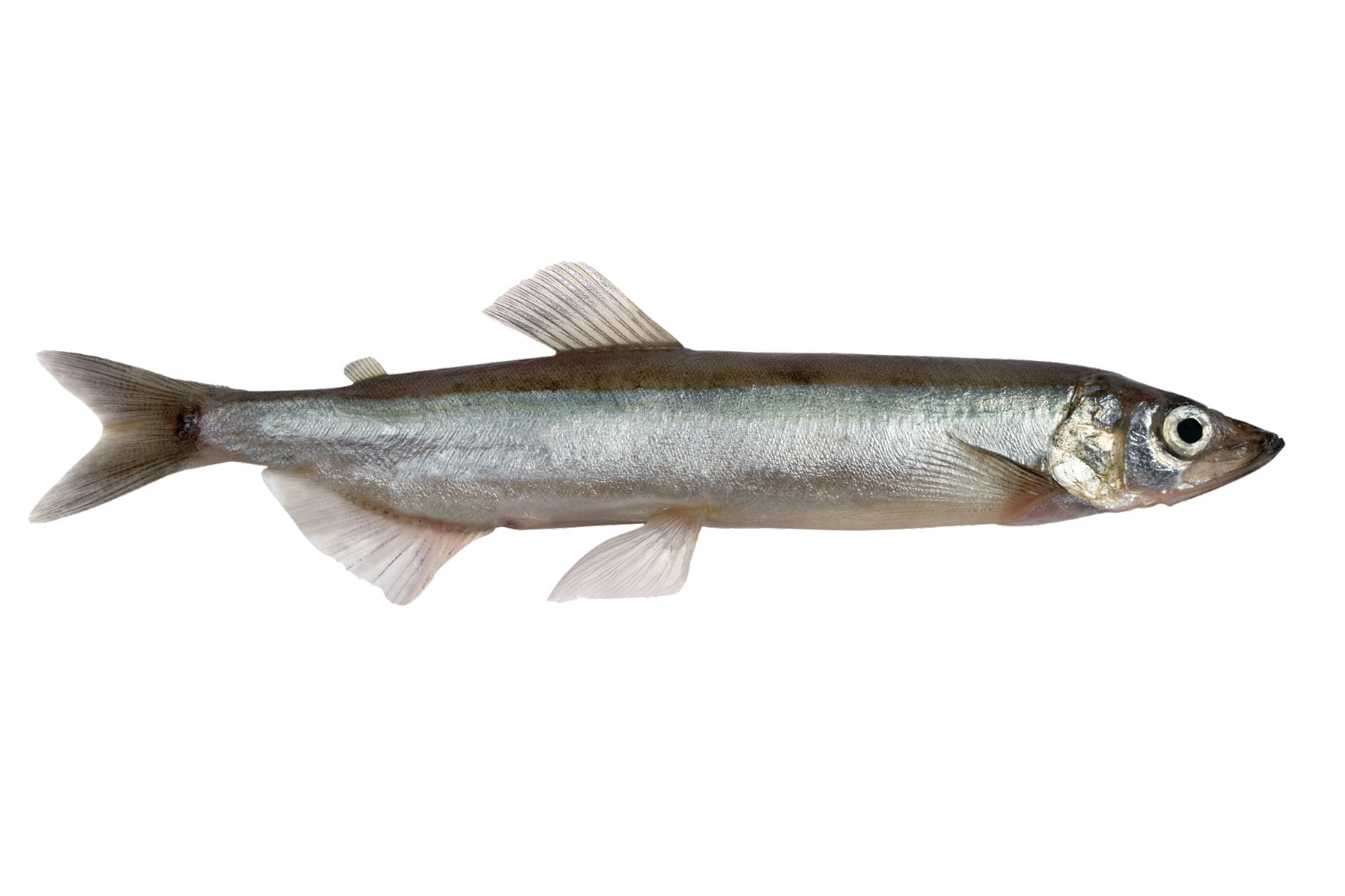 Capelin